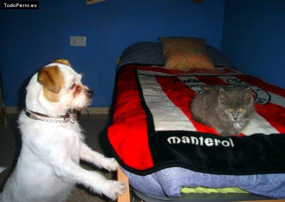 La foto del perro