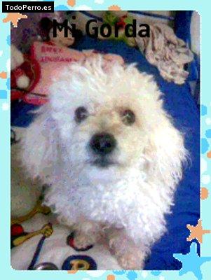 La foto del perro Gorda Foto del perro Gorda