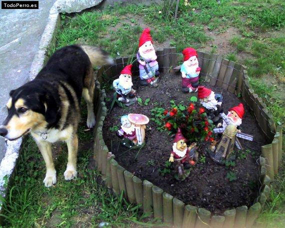 La foto del perro