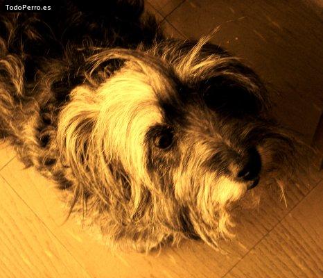 Foto del perro Muñeca