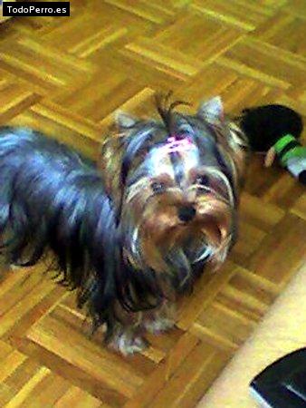 La foto del perro Pepa Foto del perro Pepa