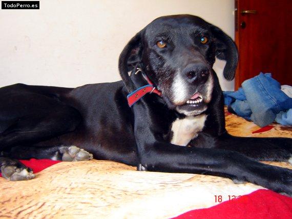 Foto del perro Scooby