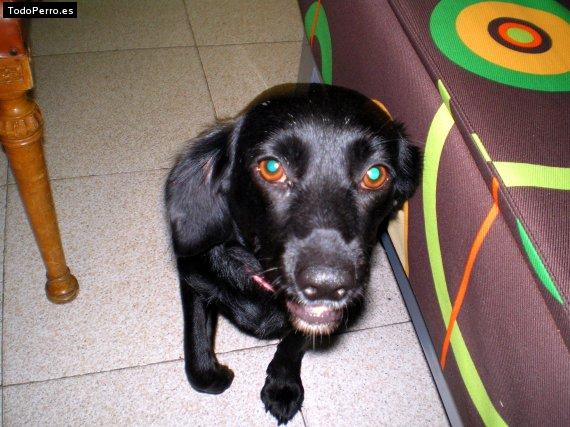 Foto del perro Chana