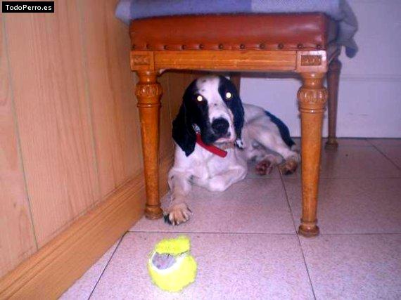 La foto del perro Simba Foto del perro Simba