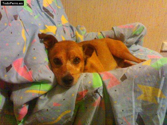 La foto del perro Suso Foto del perro Suso