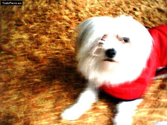 Foto del perro Chispa