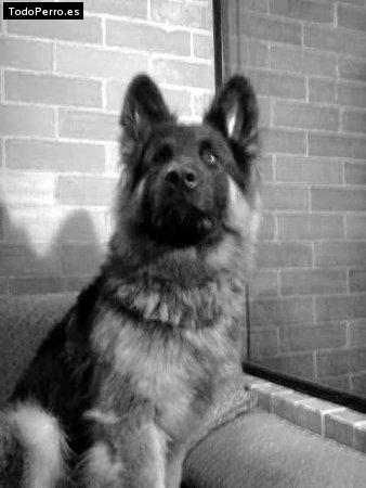 Foto del perro Sicko