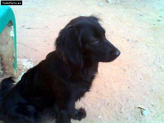 La foto del perro Colita Foto del perro Colita