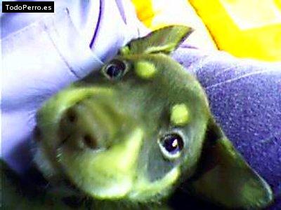 Foto del perro Choco