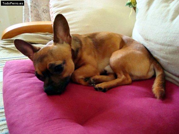 Foto del perro Chico