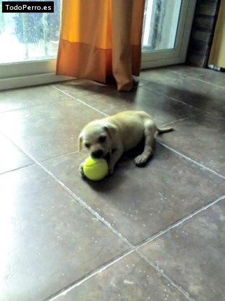 La foto del perro Goldy Foto del perro Goldy