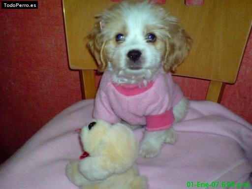Foto del perro Becky