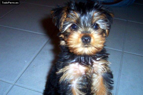 La foto del perro Chiqui Foto del perro Chiqui