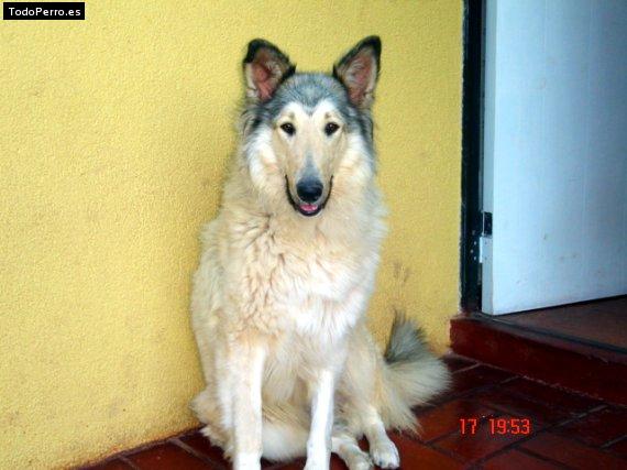 La foto del perro Suka Foto del perro Suka