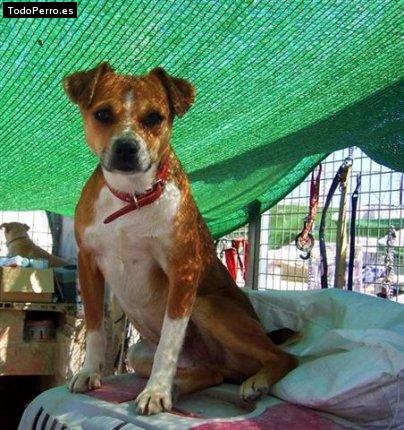 Foto del perro Romeo