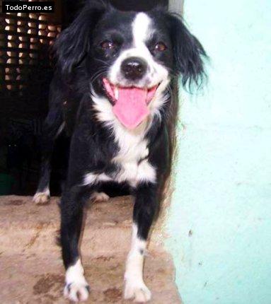 Foto del perro Julieta