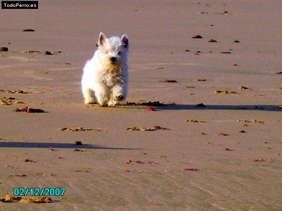 Foto del perro Pipo