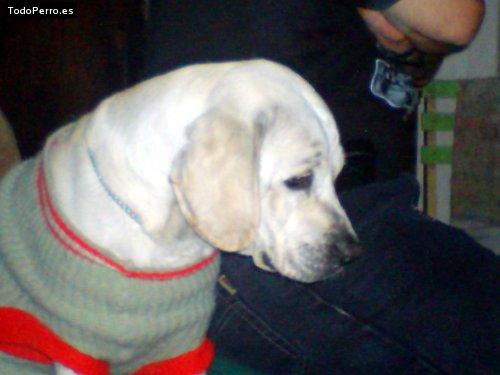 Foto del perro Rocky