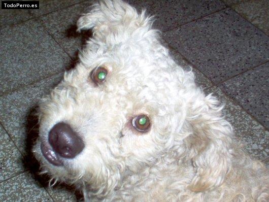 Foto del perro Chato