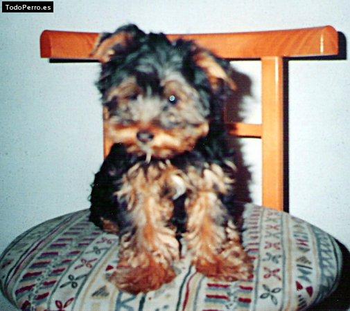 La foto del perro Ice Foto del perro Ice