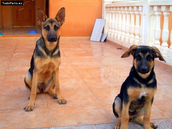 La foto del perro Shanka y levis Foto del perro Shanka y levis