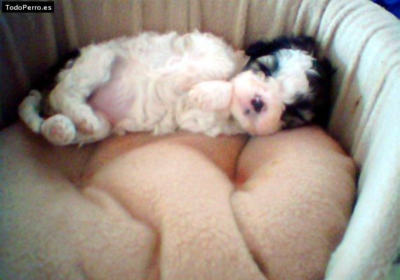 Foto del perro Edelstein