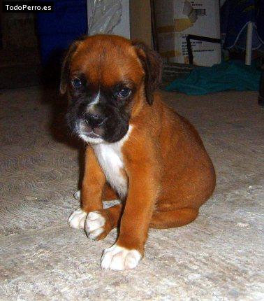 La foto del perro Spike Foto del perro Spike