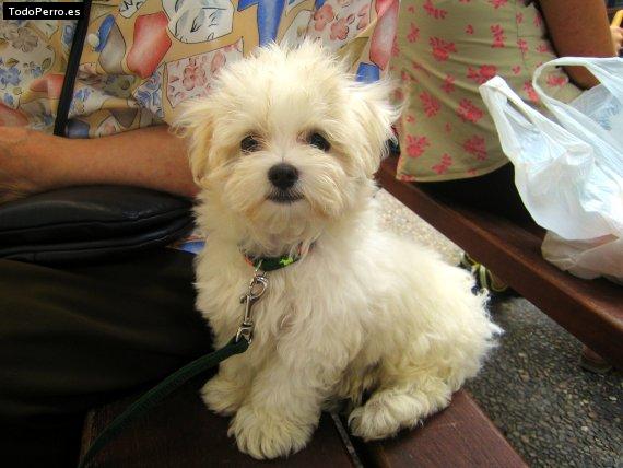 Foto del perro Romeo