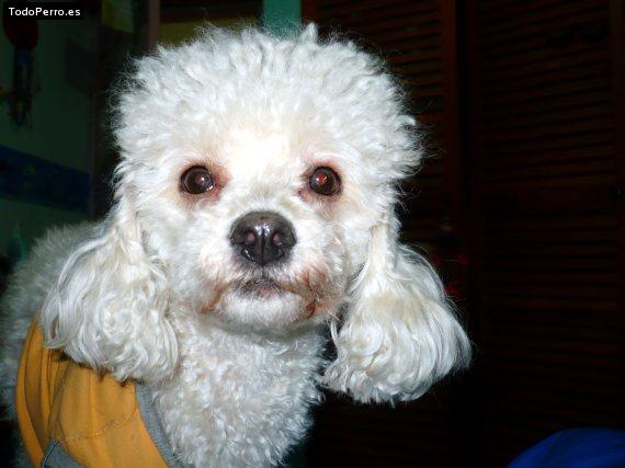 La foto del perro Samara Foto del perro Samara