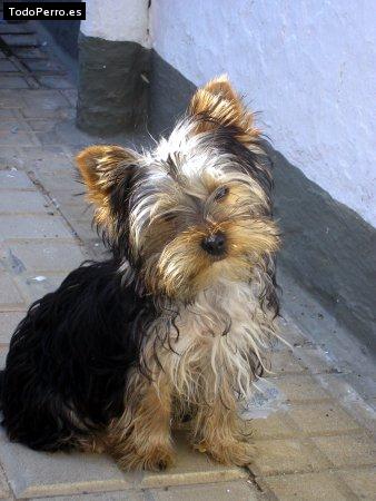 Foto del perro Rocky