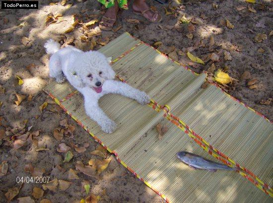 La foto del perro Samara Foto del perro Samara