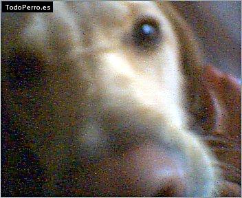 Foto del perro Sacha