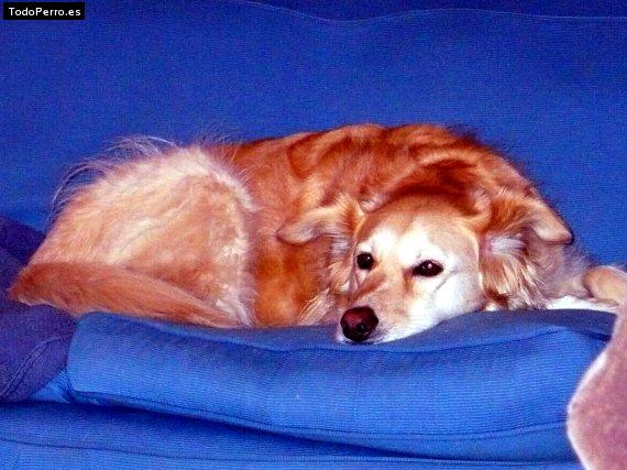 Foto del perro Morella aura