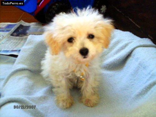 La foto del perro Stitch Foto del perro Stitch