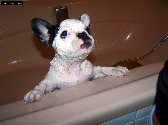 La foto del perro Ginger Foto del perro Ginger