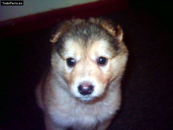 Foto del perro Capuchina