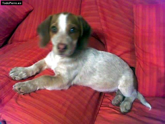 Foto del perro Candela