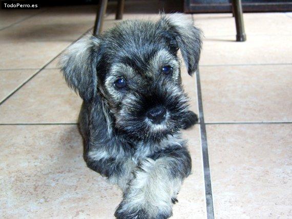 Foto del perro Sasha