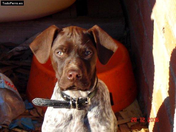 Foto del perro Buck