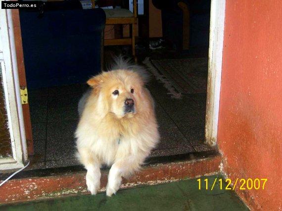 Foto del perro Chester