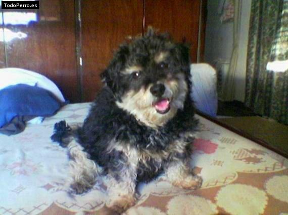 Foto del perro Chiqui