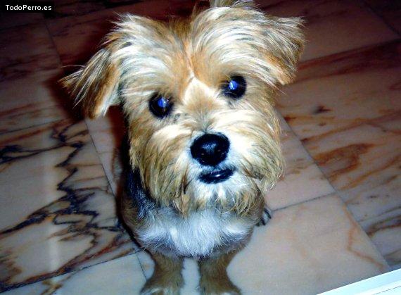 Foto del perro Chispi