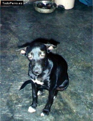 La foto del perro Guisha josefina Foto del perro Guisha josefina