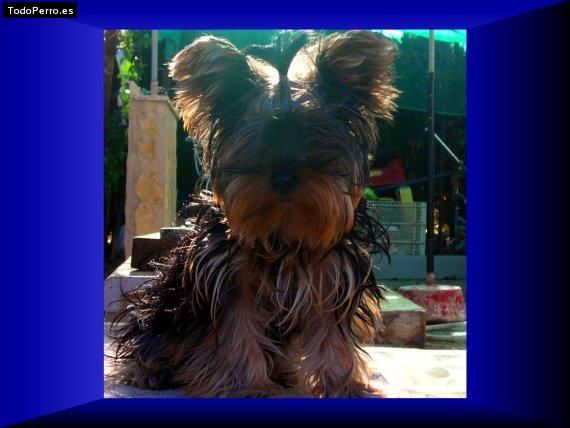 La foto del perro Chiqui Foto del perro Chiqui