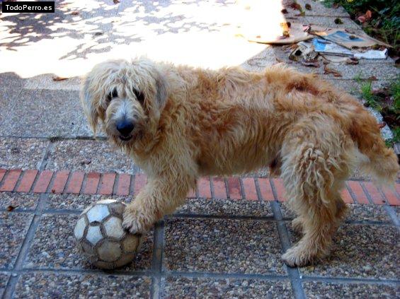 Foto del perro Chico