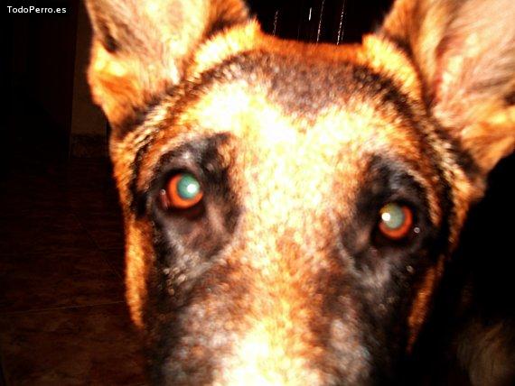 Foto del perro Condor