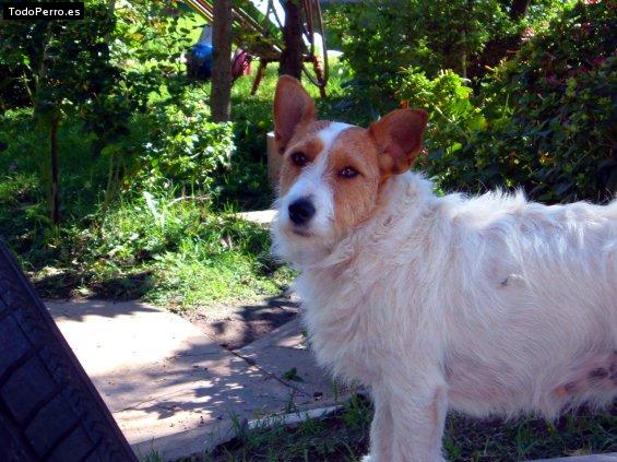 Foto del perro Sasha