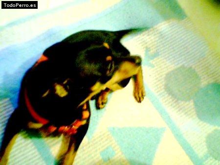 La foto del perro Simba Foto del perro Simba