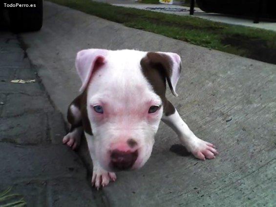 Foto del perro Shasta
