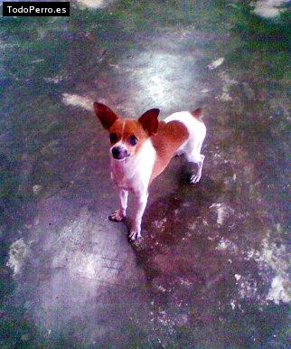 Foto del perro Pinky